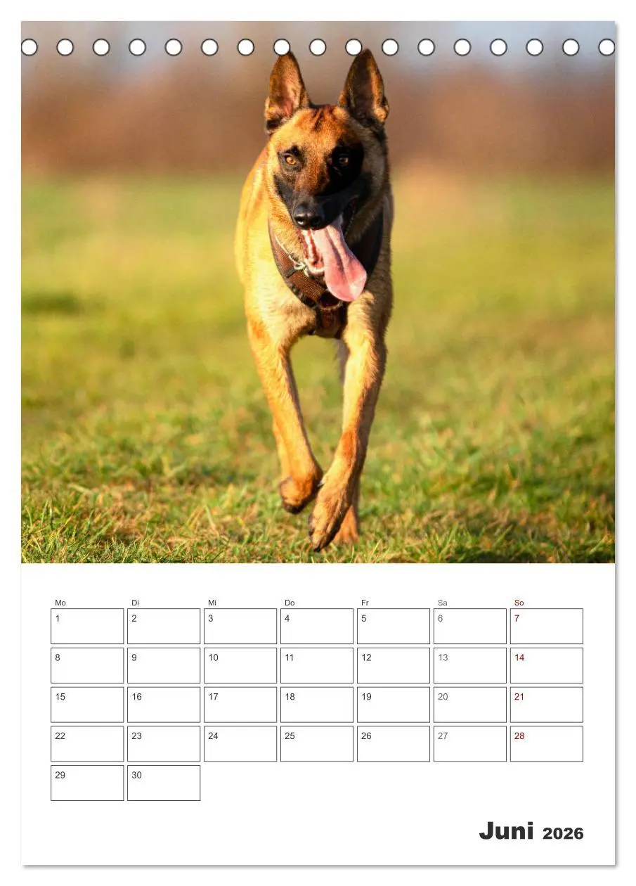 Bild: 9783516378856 | Malinois Power auf vier Pfoten (Tischkalender 2026 DIN A5 hoch),...