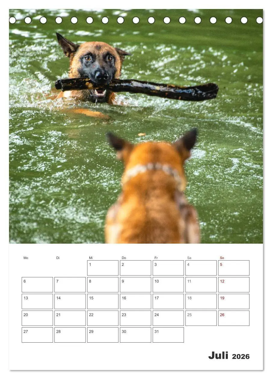 Bild: 9783516378856 | Malinois Power auf vier Pfoten (Tischkalender 2026 DIN A5 hoch),...