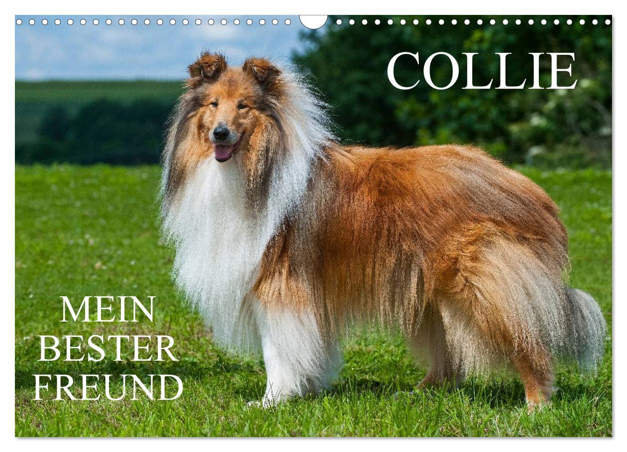 Cover: 9783435568956 | Collie - Mein bester Freund (Wandkalender 2025 DIN A3 quer),...
