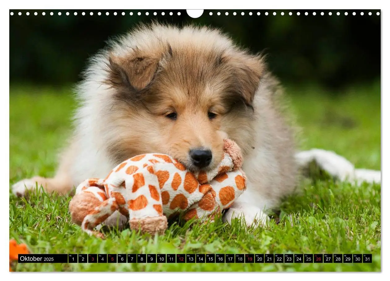 Bild: 9783435568956 | Collie - Mein bester Freund (Wandkalender 2025 DIN A3 quer),...