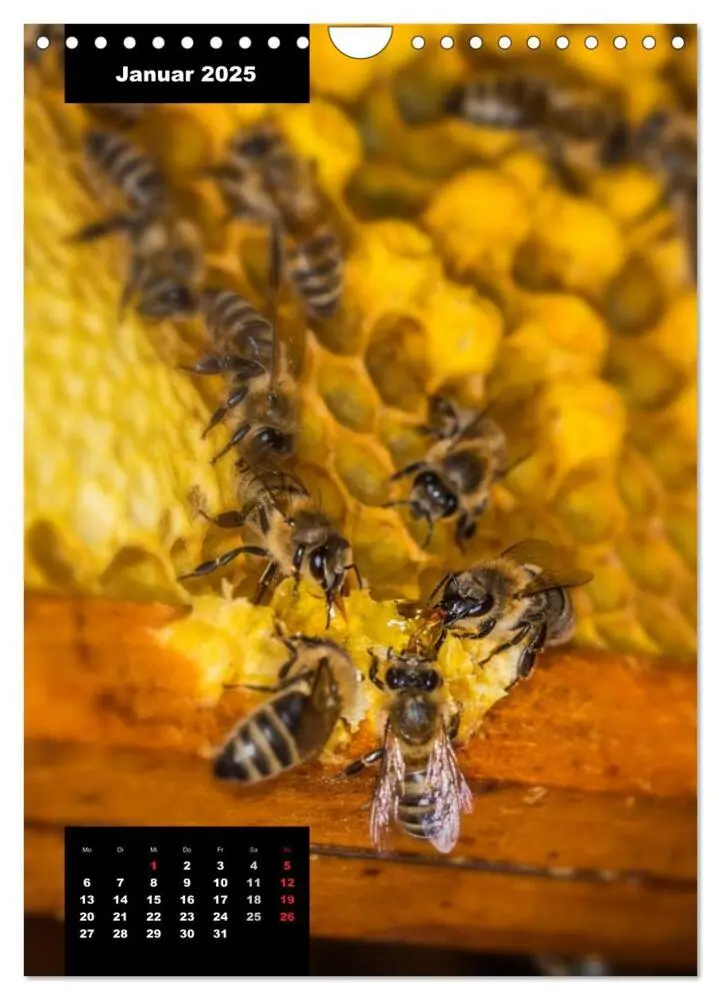 Bild: 9783457038956 | Bienen in ihrem geheimen Reich (Wandkalender 2025 DIN A4 hoch),...