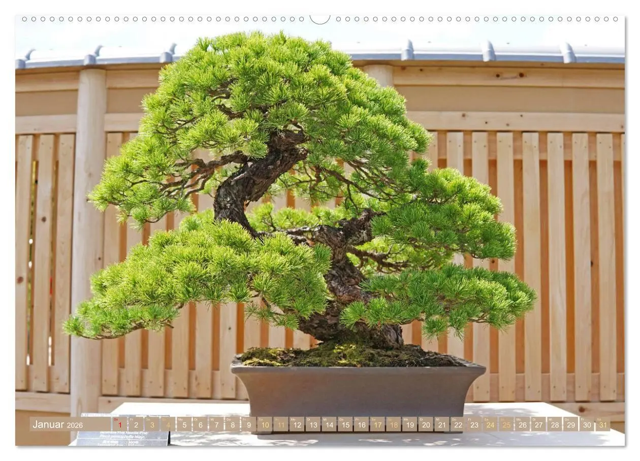 Bild: 9783457348956 | Gartenkunst aus Japan: Bonsai (hochwertiger Premium Wandkalender...