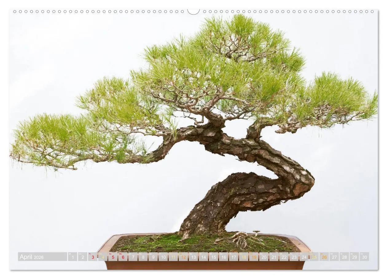 Bild: 9783457348956 | Gartenkunst aus Japan: Bonsai (hochwertiger Premium Wandkalender...