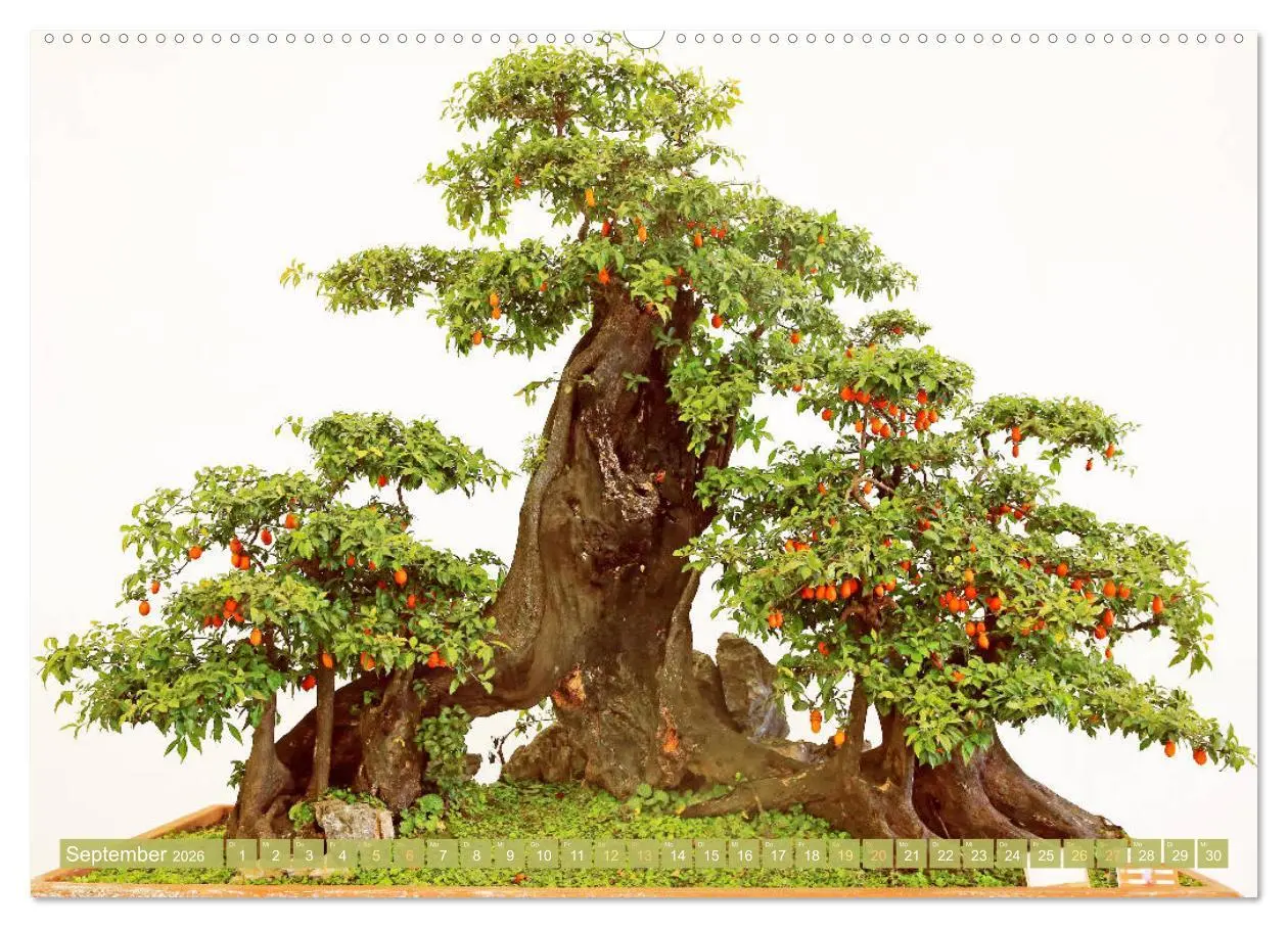 Bild: 9783457348956 | Gartenkunst aus Japan: Bonsai (hochwertiger Premium Wandkalender...