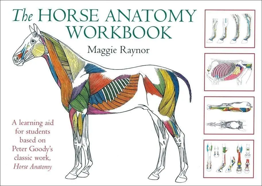 Cover: 9780851319056 | The Horse Anatomy Workbook | Maggie Raynor | Taschenbuch | Englisch