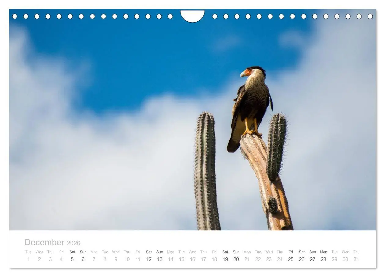 Bild: 9783516569056 | Curacao - Tropical Island (Wall Calendar 2026 DIN A4 landscape),...