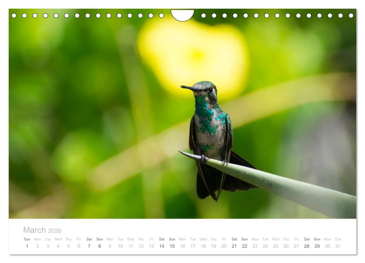 Bild: 9783516569056 | Curacao - Tropical Island (Wall Calendar 2026 DIN A4 landscape),...