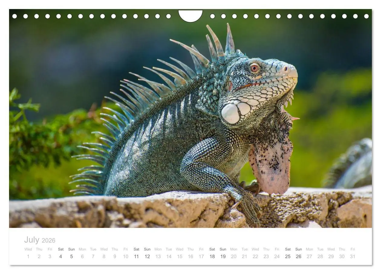 Bild: 9783516569056 | Curacao - Tropical Island (Wall Calendar 2026 DIN A4 landscape),...