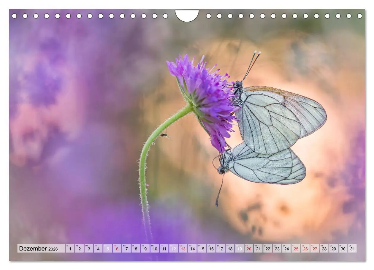 Bild: 9783457779156 | Magie der Schmetterlinge (Wandkalender 2026 DIN A4 quer), CALVENDO...