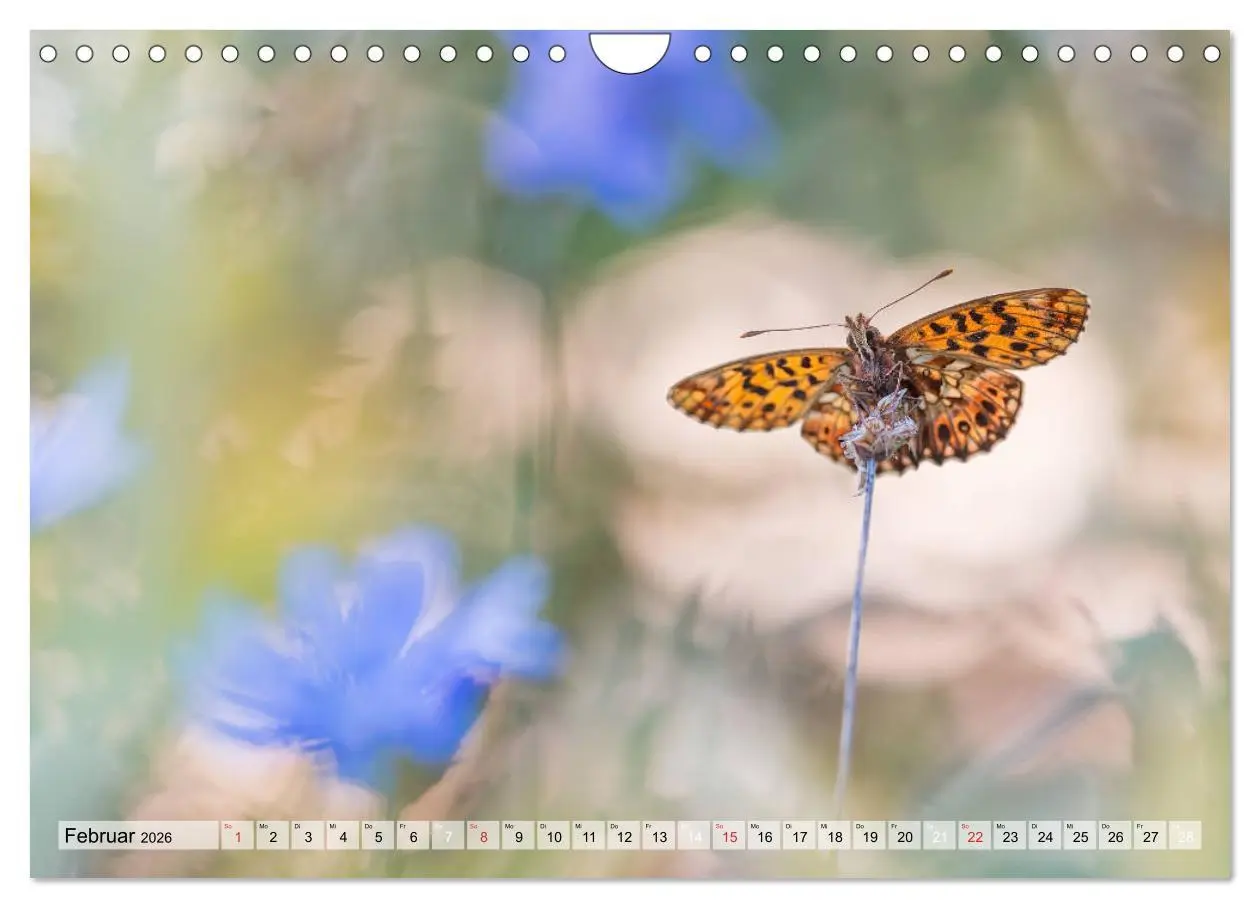Bild: 9783457779156 | Magie der Schmetterlinge (Wandkalender 2026 DIN A4 quer), CALVENDO...