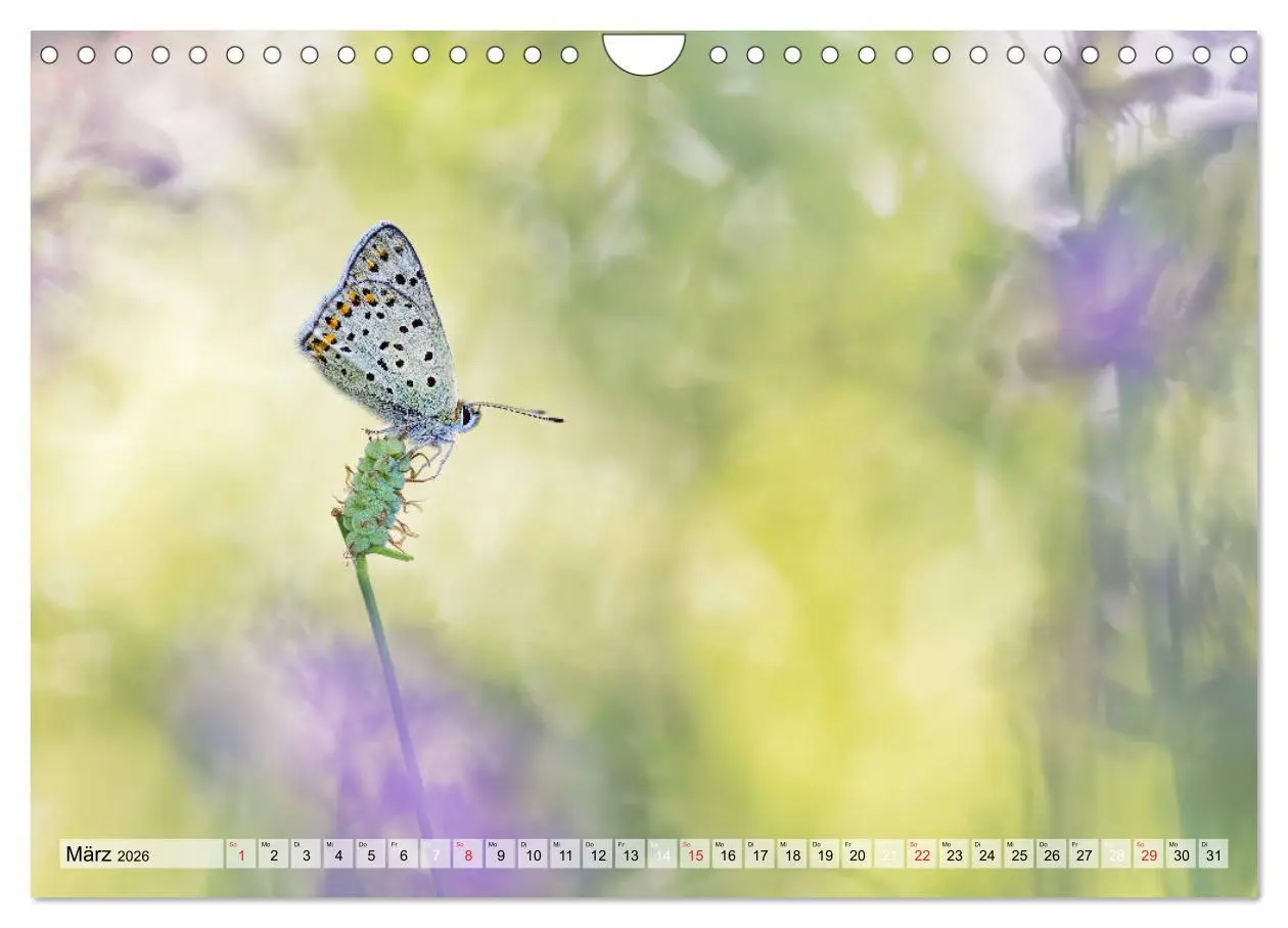 Bild: 9783457779156 | Magie der Schmetterlinge (Wandkalender 2026 DIN A4 quer), CALVENDO...