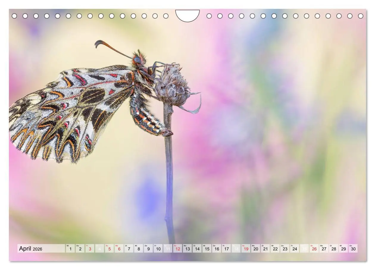 Bild: 9783457779156 | Magie der Schmetterlinge (Wandkalender 2026 DIN A4 quer), CALVENDO...