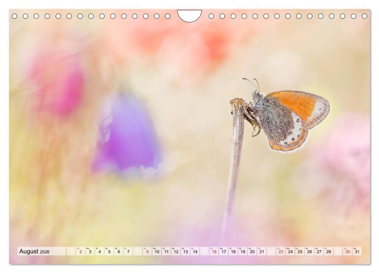 Bild: 9783457779156 | Magie der Schmetterlinge (Wandkalender 2026 DIN A4 quer), CALVENDO...