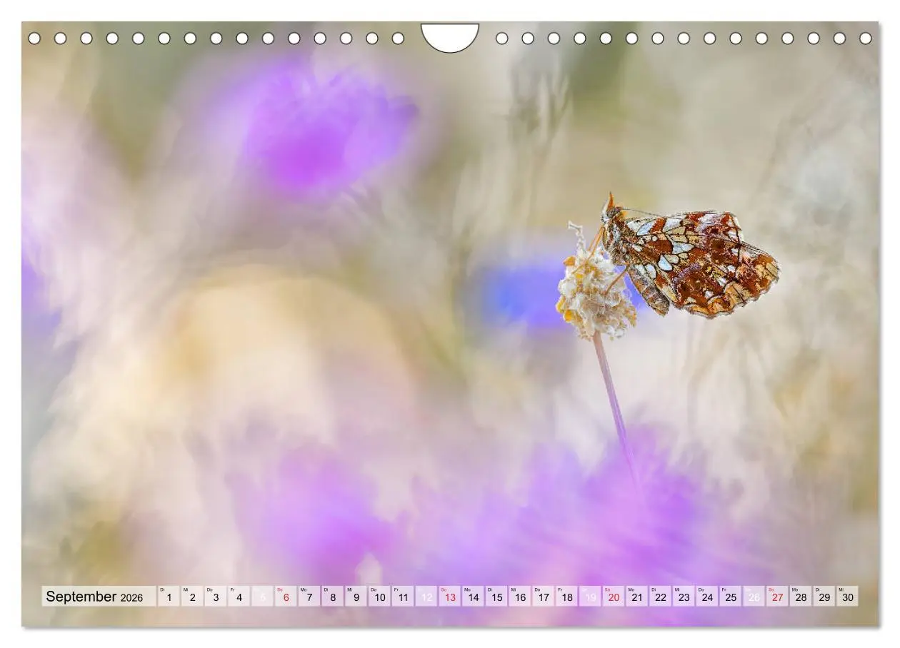 Bild: 9783457779156 | Magie der Schmetterlinge (Wandkalender 2026 DIN A4 quer), CALVENDO...