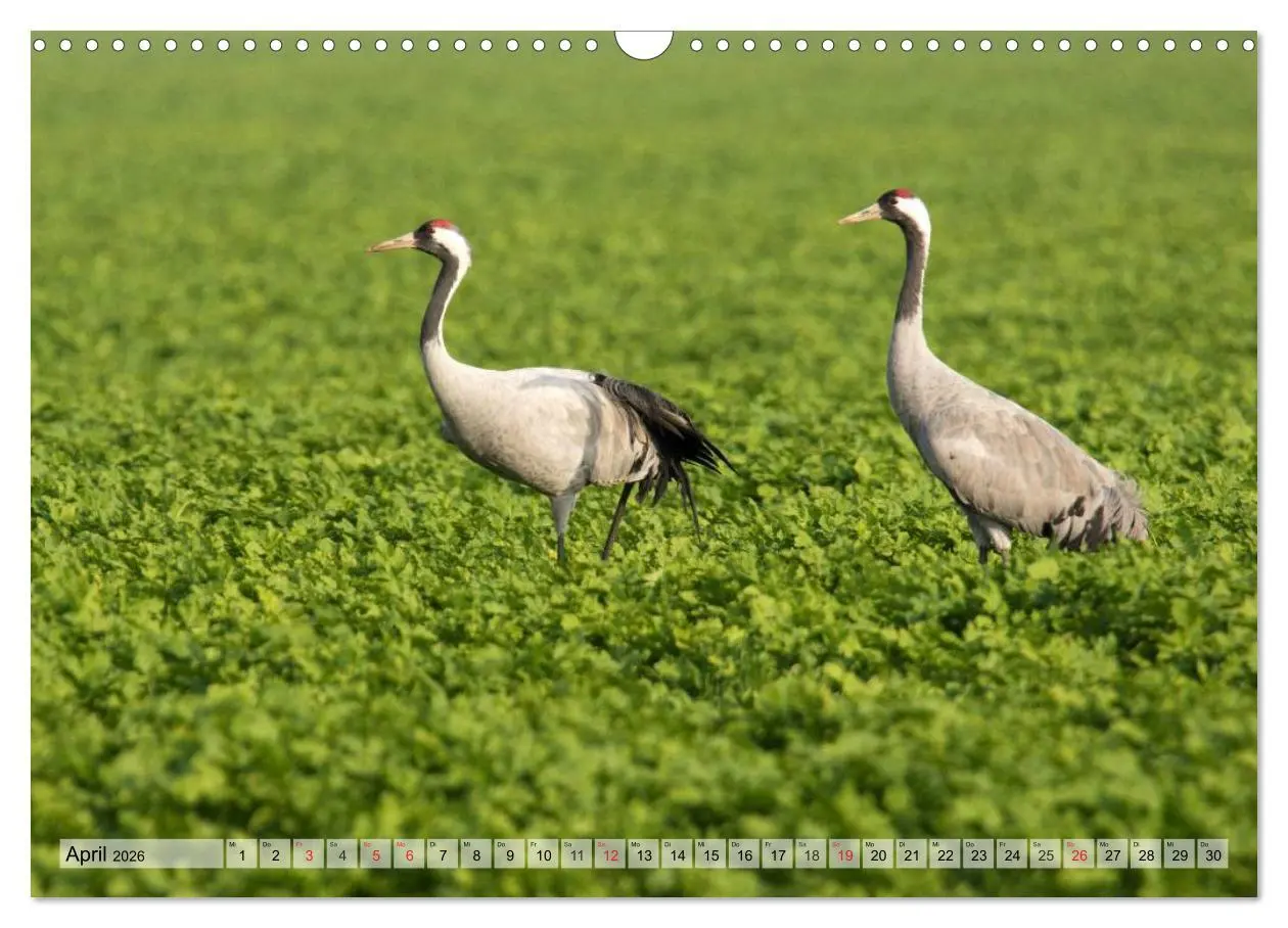 Bild: 9783516009156 | Kraniche auf dem Weg nach Süden (Wandkalender 2026 DIN A3 quer),...