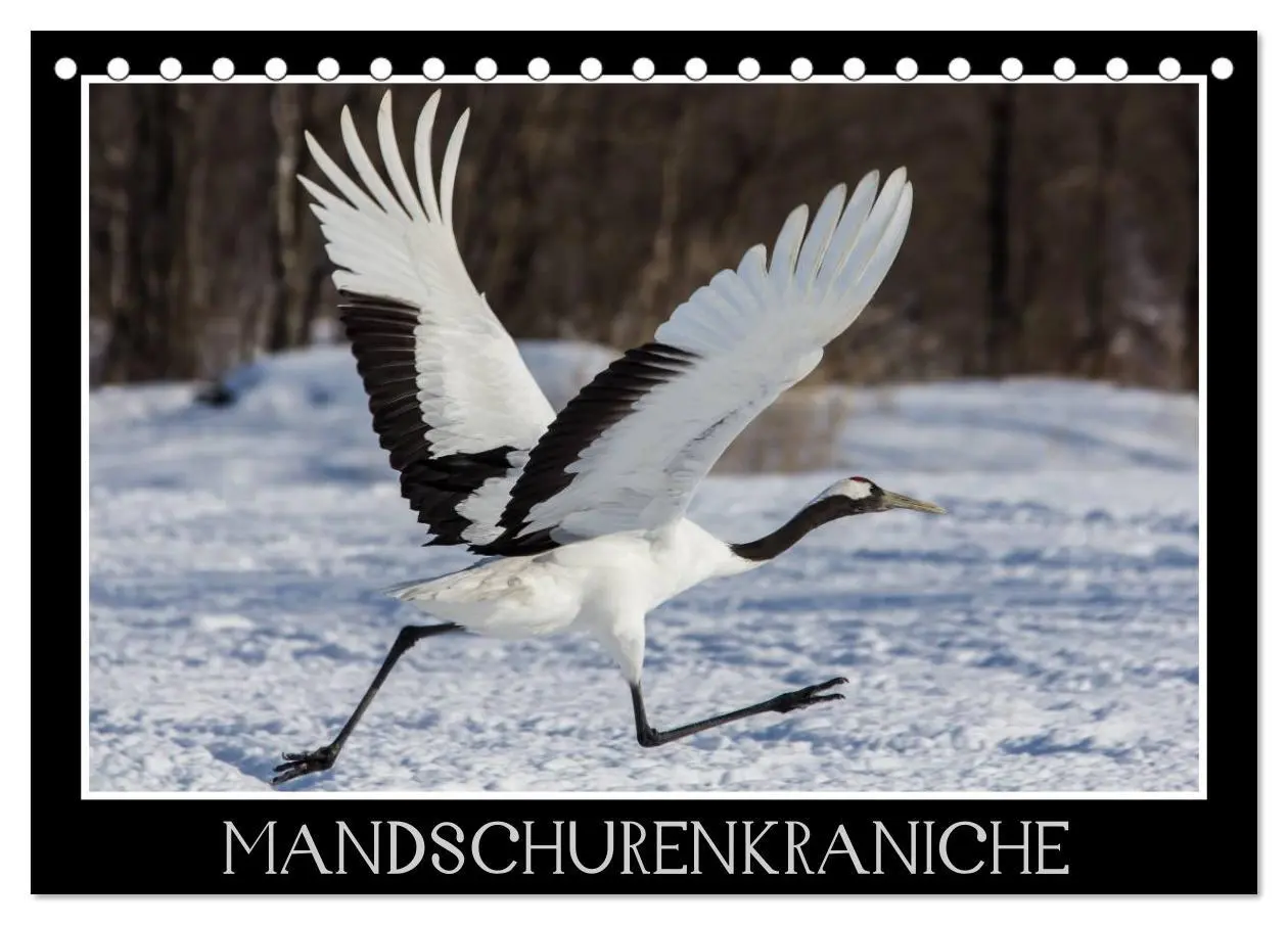 Cover: 9783516179156 | Mandschurenkraniche (Tischkalender 2026 DIN A5 quer), CALVENDO...