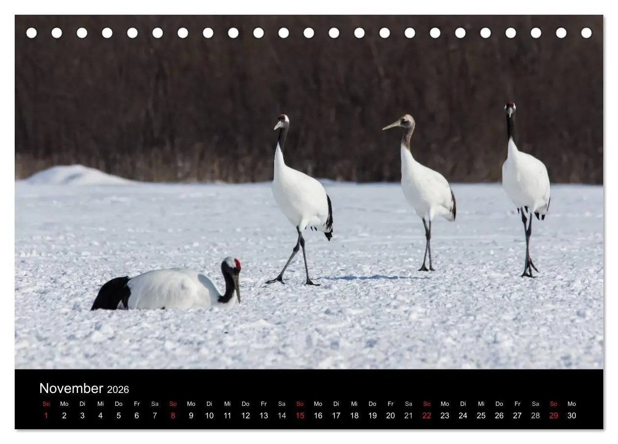Bild: 9783516179156 | Mandschurenkraniche (Tischkalender 2026 DIN A5 quer), CALVENDO...