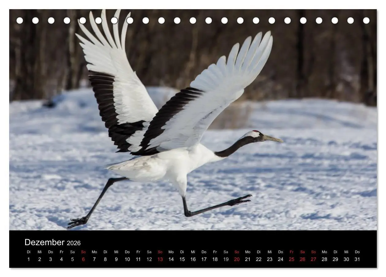 Bild: 9783516179156 | Mandschurenkraniche (Tischkalender 2026 DIN A5 quer), CALVENDO...