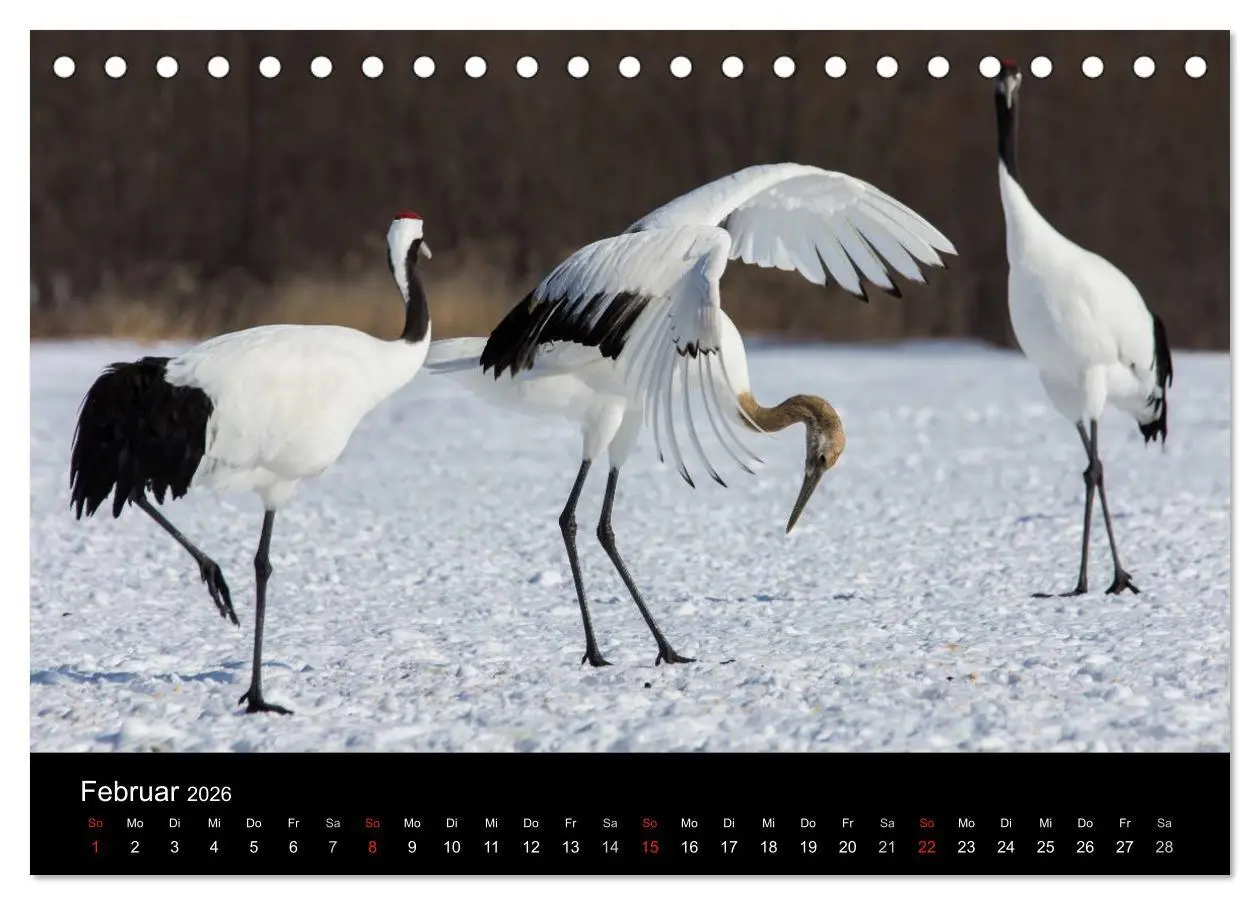 Bild: 9783516179156 | Mandschurenkraniche (Tischkalender 2026 DIN A5 quer), CALVENDO...