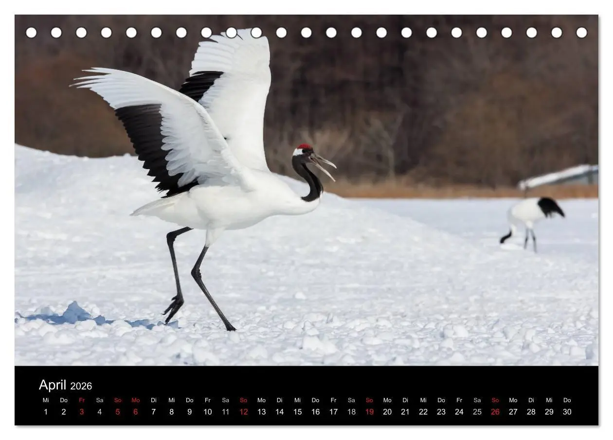 Bild: 9783516179156 | Mandschurenkraniche (Tischkalender 2026 DIN A5 quer), CALVENDO...