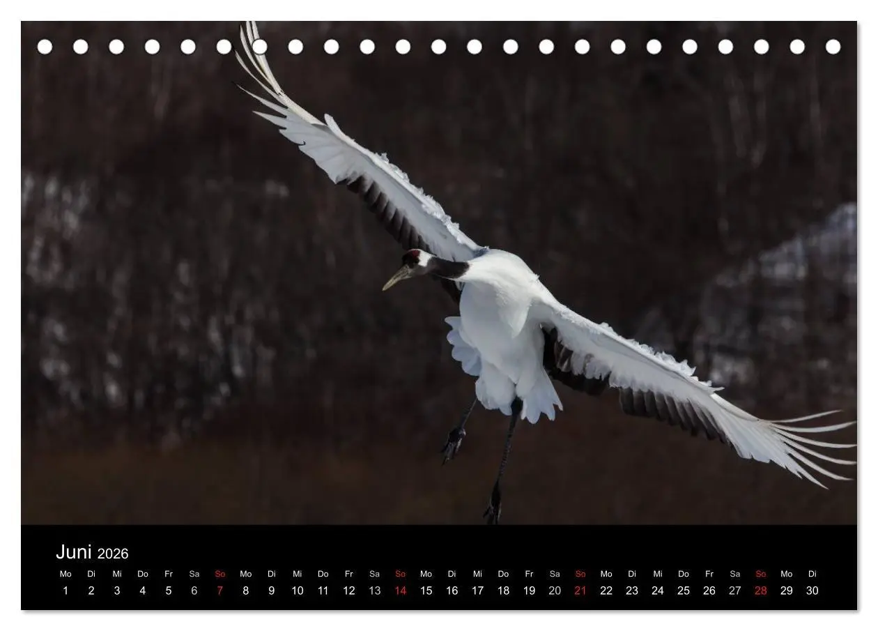 Bild: 9783516179156 | Mandschurenkraniche (Tischkalender 2026 DIN A5 quer), CALVENDO...