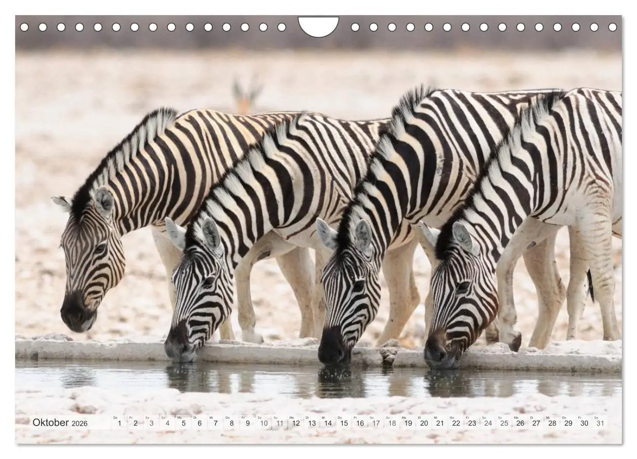 Bild: 9783516239256 | Afrikas Tierwelt Christian Heeb (Wandkalender 2026 DIN A4 quer),...