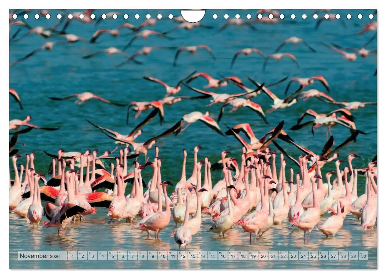 Bild: 9783516239256 | Afrikas Tierwelt Christian Heeb (Wandkalender 2026 DIN A4 quer),...