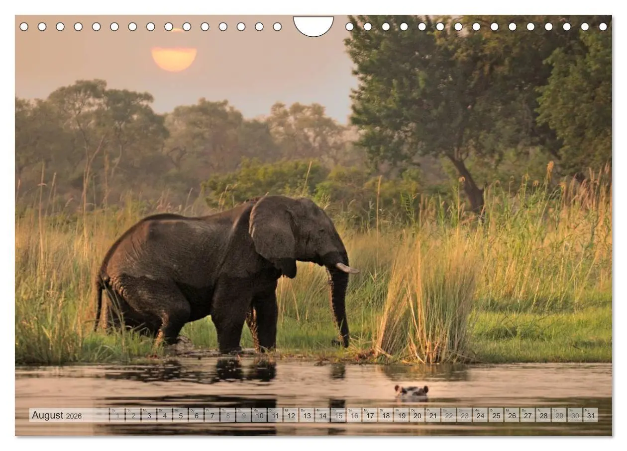 Bild: 9783516239256 | Afrikas Tierwelt Christian Heeb (Wandkalender 2026 DIN A4 quer),...