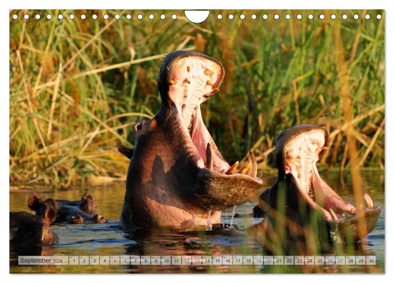 Bild: 9783516239256 | Afrikas Tierwelt Christian Heeb (Wandkalender 2026 DIN A4 quer),...