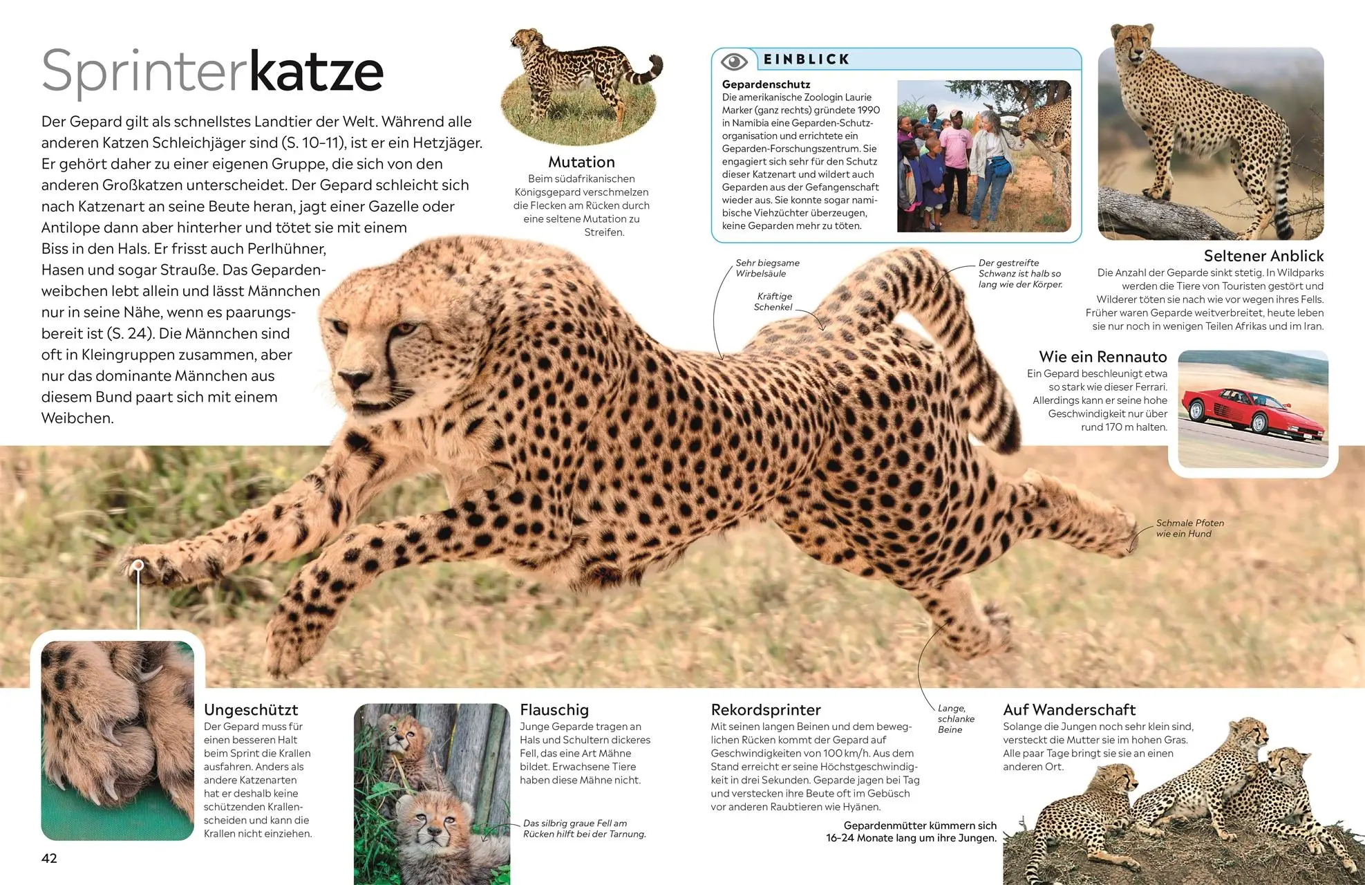 Bild: 9783831049356 | memo Wissen. Katzen | Juliet Clutton-Brock | Buch | 72 S. | Deutsch
