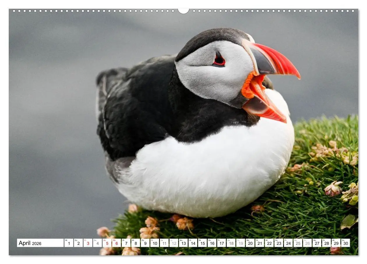 Bild: 9783516689556 | Islands Papageientaucher (hochwertiger Premium Wandkalender 2026...