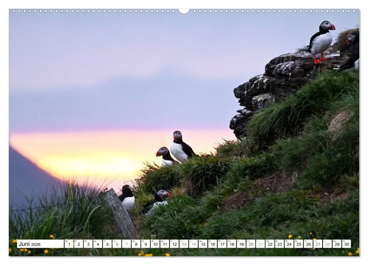 Bild: 9783516689556 | Islands Papageientaucher (hochwertiger Premium Wandkalender 2026...