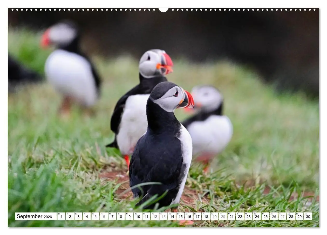Bild: 9783516689556 | Islands Papageientaucher (hochwertiger Premium Wandkalender 2026...