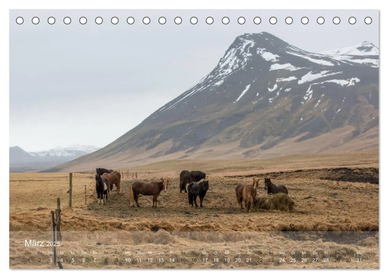 Bild: 9783435329656 | Islandpferde - Der Tölt Kalender (Tischkalender 2025 DIN A5 quer),...