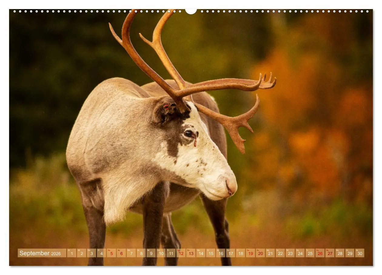 Bild: 9783457409756 | Wildes Finnland (Wandkalender 2026 DIN A2 quer), CALVENDO...