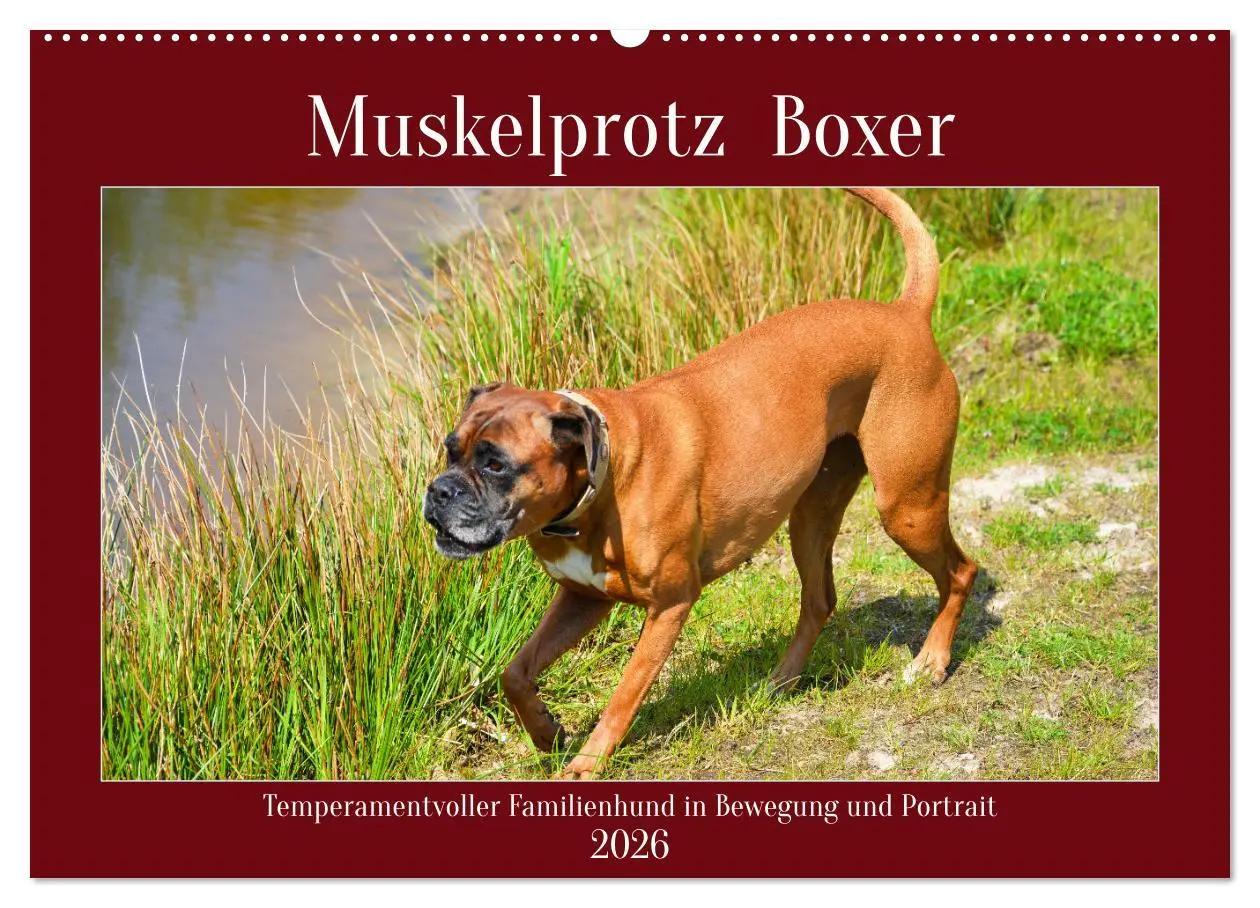 Cover: 9783457569856 | Muskelprotz Boxer (Wandkalender 2026 DIN A2 quer), CALVENDO...