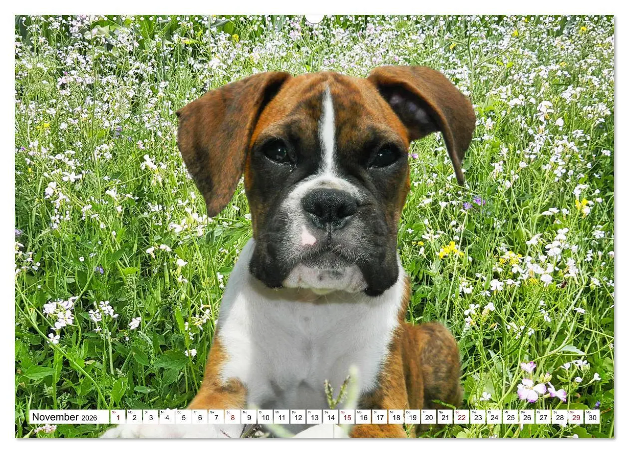 Bild: 9783457569856 | Muskelprotz Boxer (Wandkalender 2026 DIN A2 quer), CALVENDO...