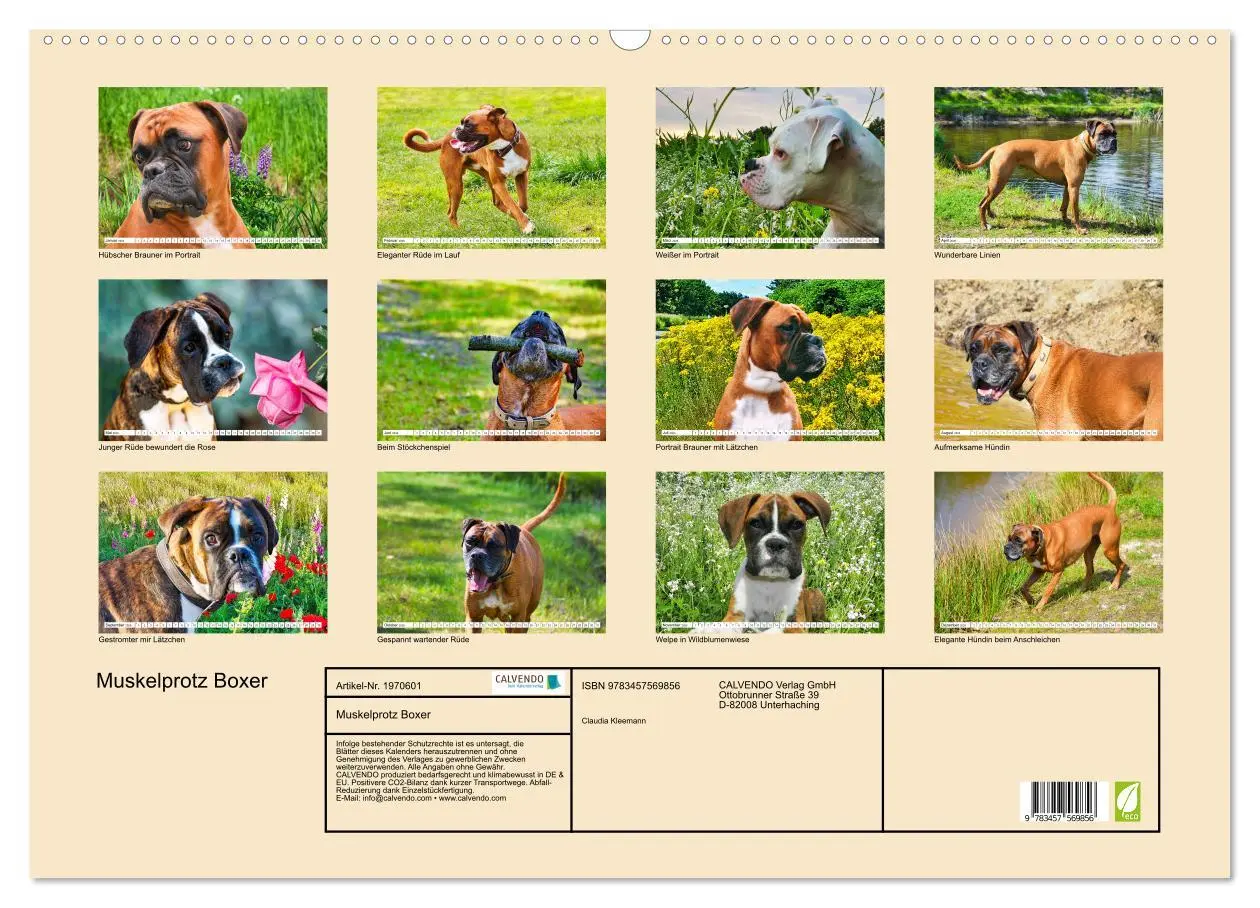 Bild: 9783457569856 | Muskelprotz Boxer (Wandkalender 2026 DIN A2 quer), CALVENDO...
