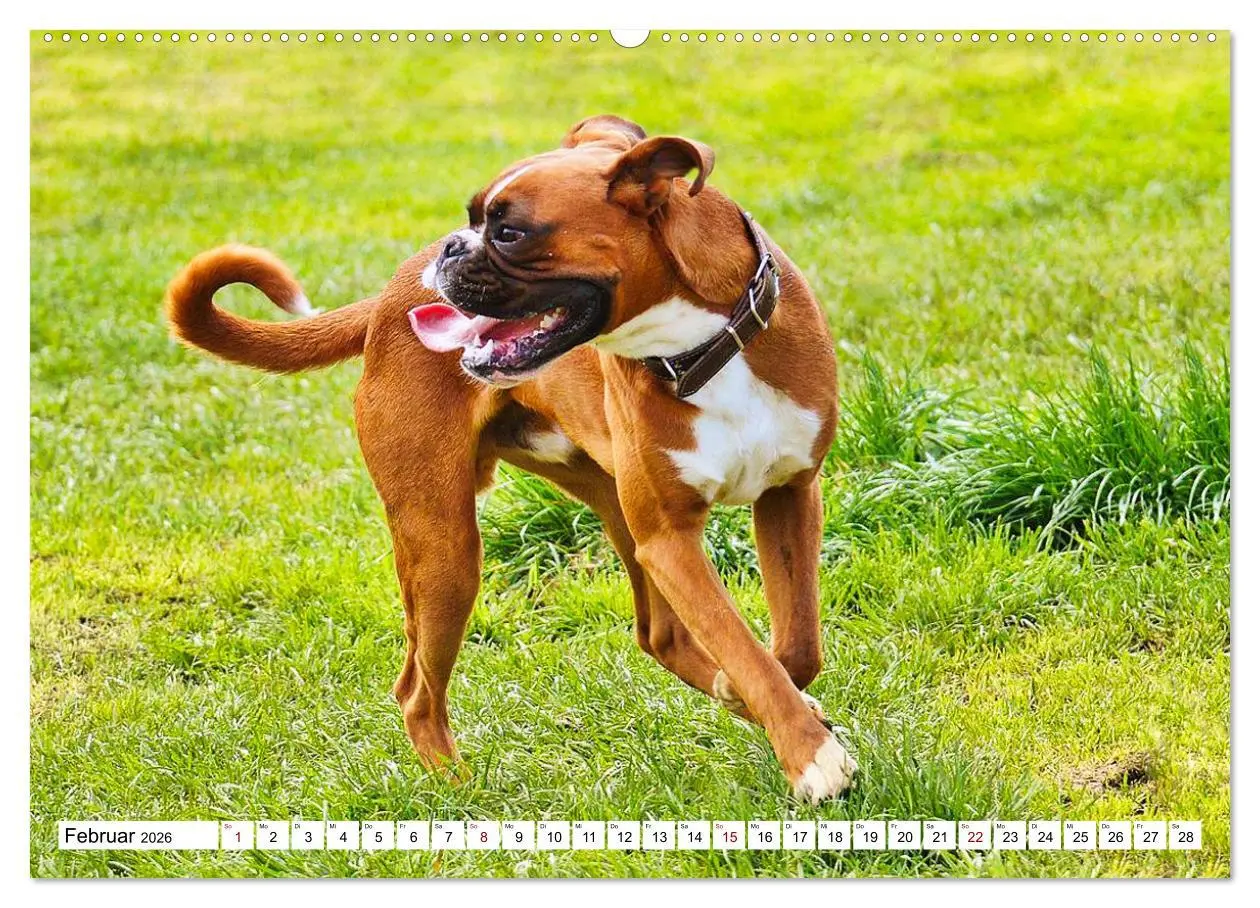 Bild: 9783457569856 | Muskelprotz Boxer (Wandkalender 2026 DIN A2 quer), CALVENDO...