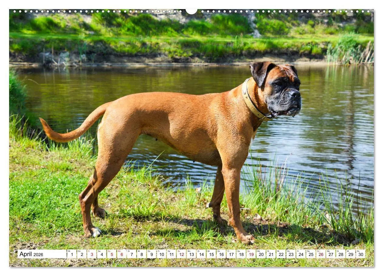 Bild: 9783457569856 | Muskelprotz Boxer (Wandkalender 2026 DIN A2 quer), CALVENDO...
