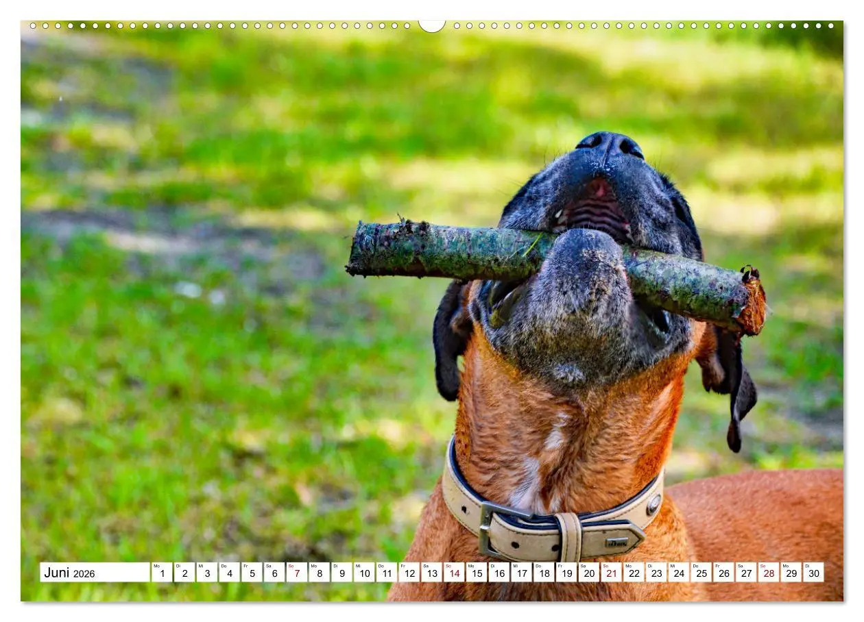 Bild: 9783457569856 | Muskelprotz Boxer (Wandkalender 2026 DIN A2 quer), CALVENDO...