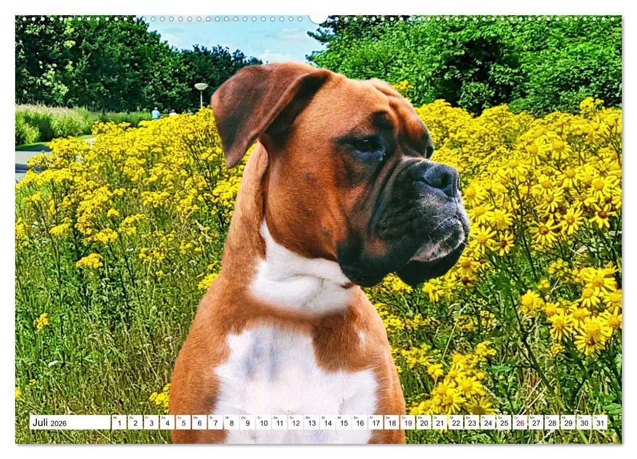 Bild: 9783457569856 | Muskelprotz Boxer (Wandkalender 2026 DIN A2 quer), CALVENDO...