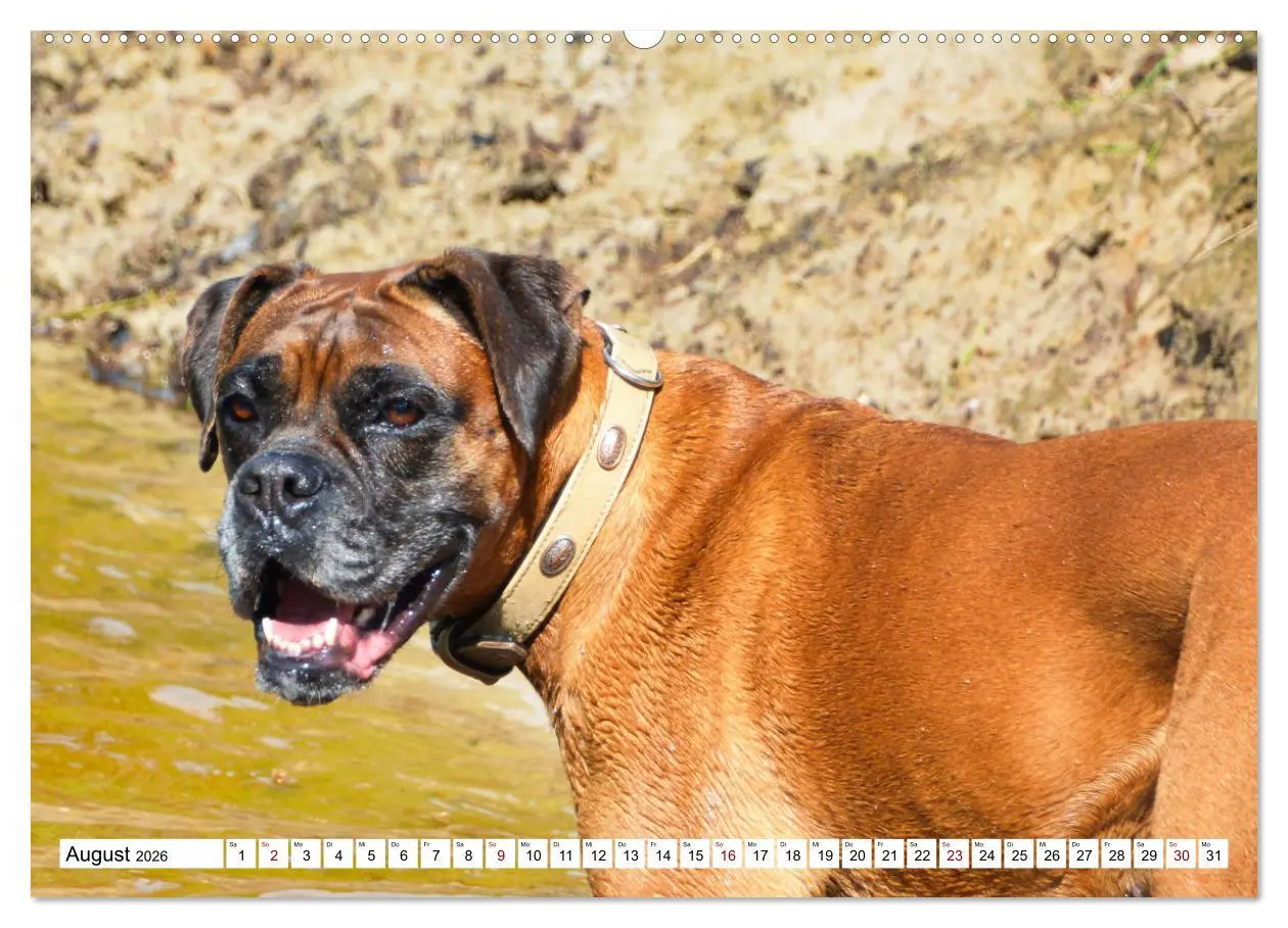 Bild: 9783457569856 | Muskelprotz Boxer (Wandkalender 2026 DIN A2 quer), CALVENDO...