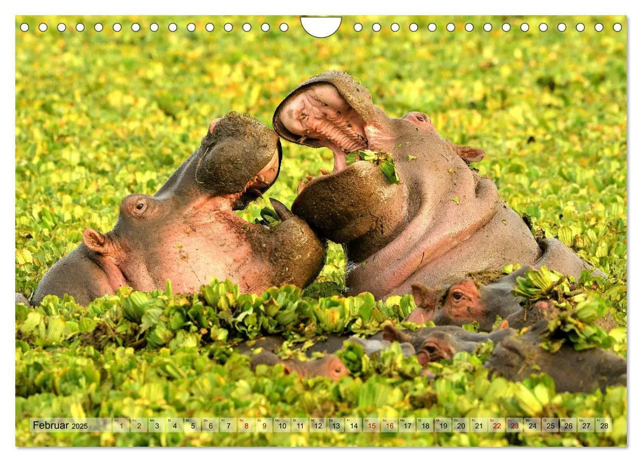 Bild: 9783435229956 | Faszination Afrika: Flusspferde (Wandkalender 2025 DIN A4 quer),...
