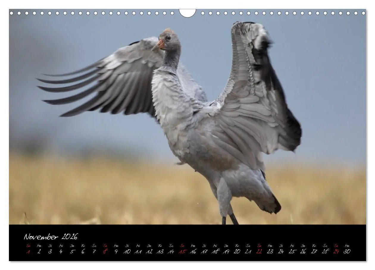 Bild: 9783516199956 | Kraniche - Vögel des Glücks (Wandkalender 2026 DIN A3 quer),...