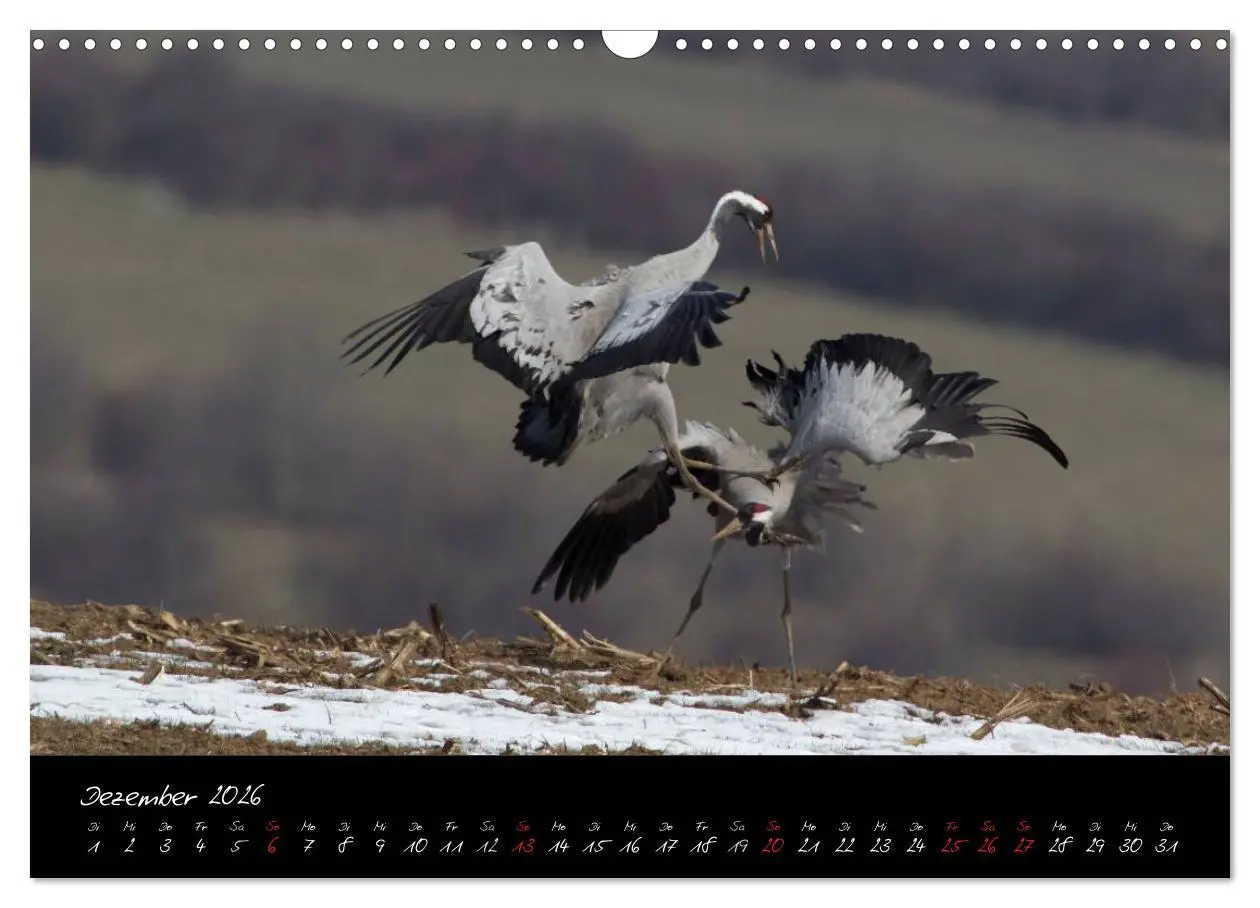 Bild: 9783516199956 | Kraniche - Vögel des Glücks (Wandkalender 2026 DIN A3 quer),...