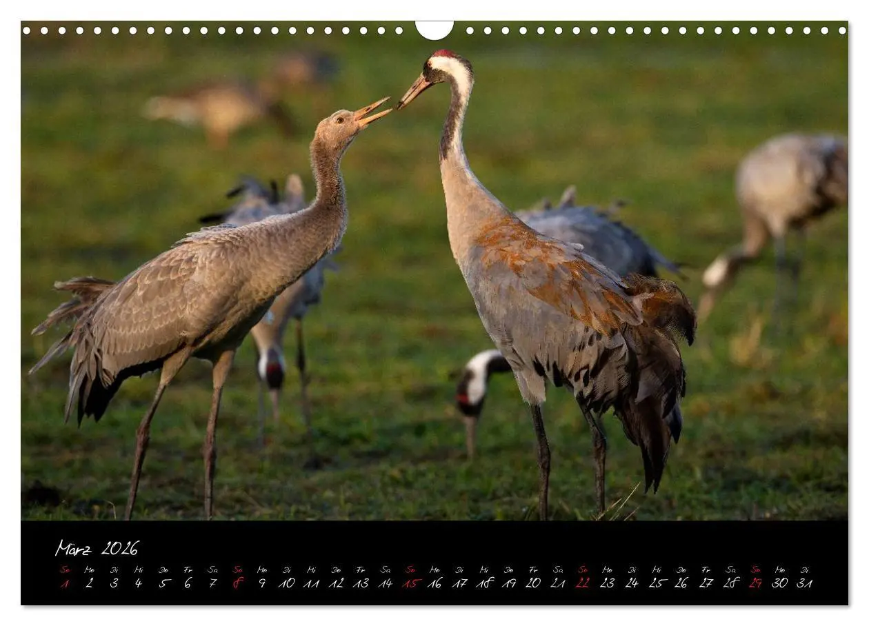 Bild: 9783516199956 | Kraniche - Vögel des Glücks (Wandkalender 2026 DIN A3 quer),...