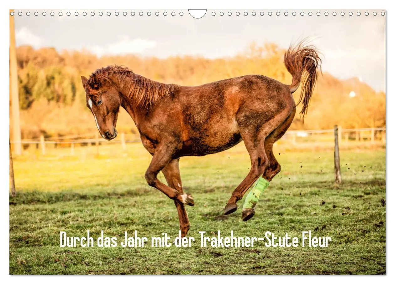 Cover: 9783457740057 | Durch das Jahr mit der Trakehner-Stute Fleur (Wandkalender 2026 DIN...