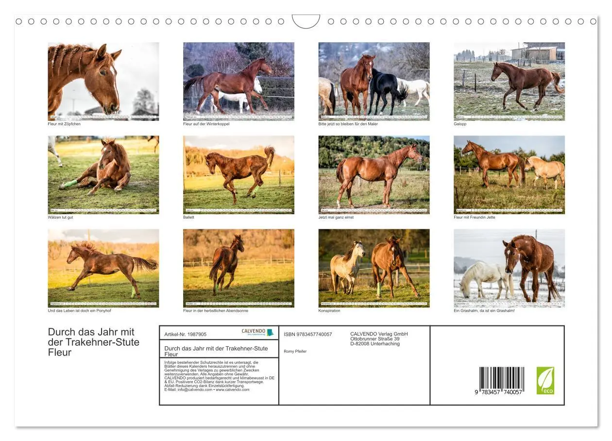 Bild: 9783457740057 | Durch das Jahr mit der Trakehner-Stute Fleur (Wandkalender 2026 DIN...