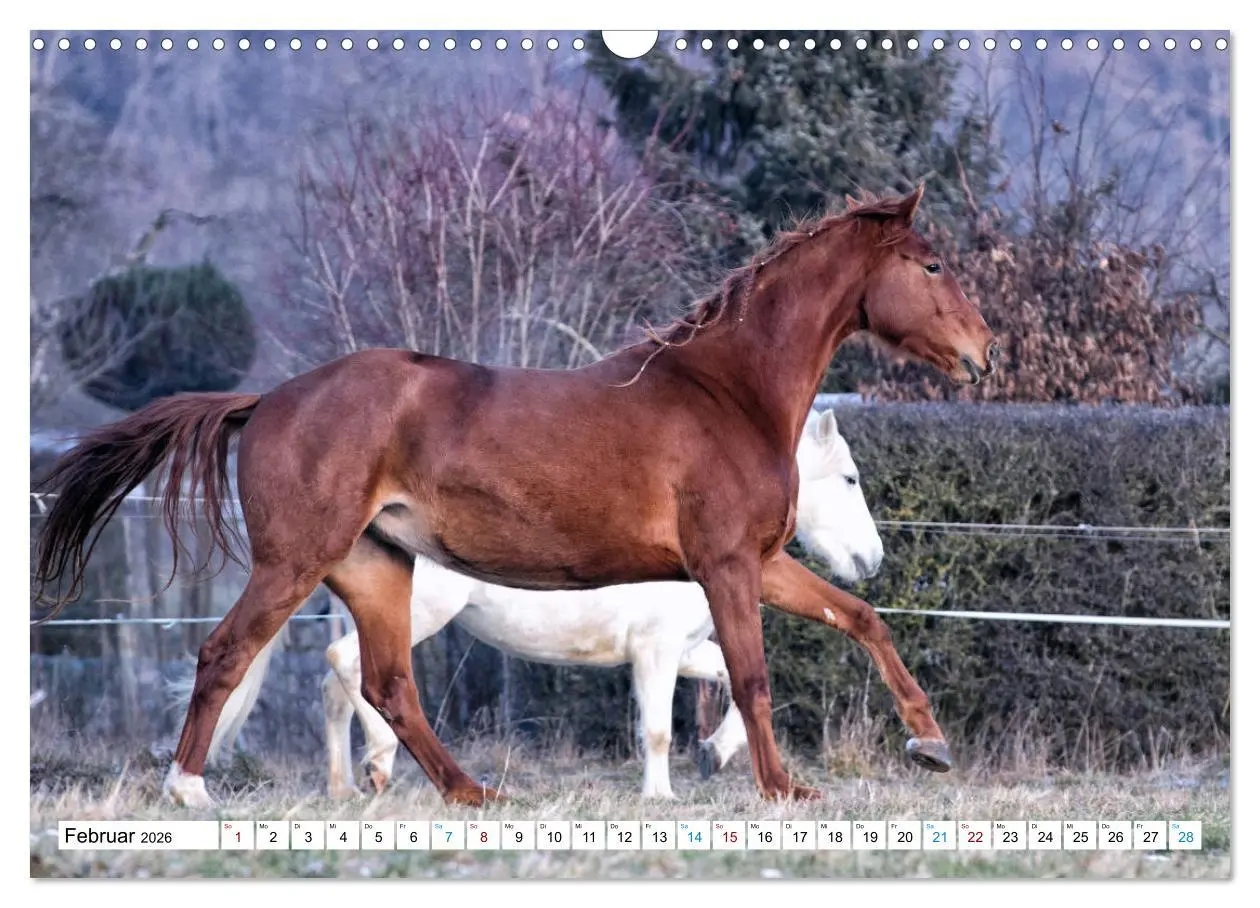 Bild: 9783457740057 | Durch das Jahr mit der Trakehner-Stute Fleur (Wandkalender 2026 DIN...